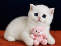 British Shorthair Golden Point ny1233