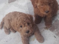 Muhteşem toy poodle yavrularımız İstanbul