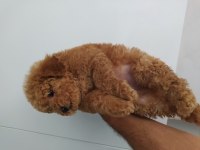 Oyuncak kaniş toy poodle