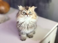 British Longhair Kedisi