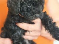 Safkan asil siyah Toy poodle yavrular