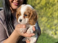 Sağlık ve ırk garantili cavalier king charles yavrularım