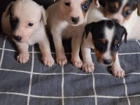 Jack russell yavru