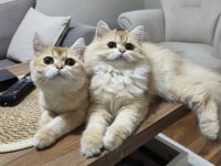 İki erkek kardeş kedimiz yeni yuvalarını arıyor