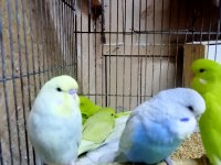 Sahibinden çekoslovak muhabbet kuşları