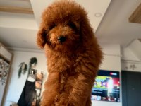 Erkek toy poodle