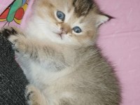 Golden panda british shorthair yavrum yeni yuvasını arıyor
