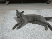 British shorthair 1 yaşında kedimiz