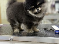 Black Tan Muazzam Renk ve Tüy Yapısı Pomeranian
