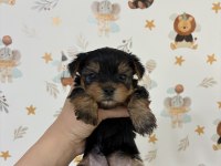 Kore surat yorkshire terrier bebeklerimiz