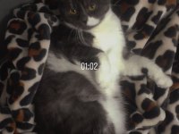 British shorthair 2 buçuk yasinda dişi kedi kısır değil