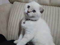 2.5 aylık erkek safkan scottish fold blue point