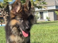 Ruhsatlı Köpek Çiftliğinden Alman Kurdu Yavruları