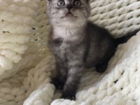 British Shorthair Yavru Kedim