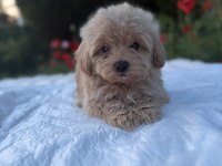 Maltipoo Karamel