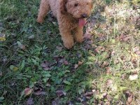 14 aylık poodle tüy yumağı oğlumuz şatışta