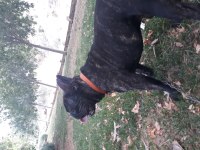 Köpeğim Pablo için dişi arıyorum