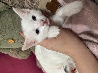 Khoa Manee cinsi Mia yeni aile arıyor