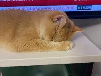 10 aylık full şecereli ny12 british shorthair