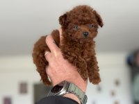 Petmode köpek çiftliğinden tea cup poodle yavrular