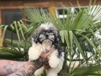Aşılı Sağlıklı Shih Tzu Yavrular