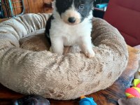 Border collie bebekler için acele edin