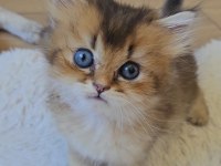 Yumuşacık British Longhair Bebeklerim