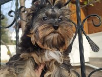 Yorkshire Terrier Ve Biweryork Yavrular