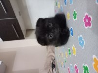 Yavru scottish fold