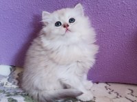 British longhair prenses