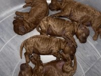 KİLO VE SAĞLIK GARANTİLİ POODLE BEBEKLER