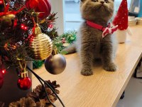 British Shorthair Yavrumuz