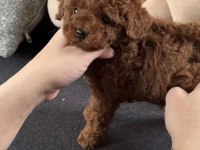 Toy Poodle Köpeği