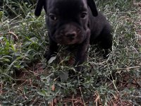 Sevimli French Bulldog Yavrularımız