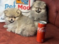 Petmode köpek çiftliğinde ziyarete açık  pomeranian