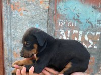 Yavru Doberman yavrularımız