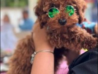 9 Aylık Poodle Tüm Aşıları Kontrolleri Yapıldı
