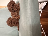 Teslime hazır prenses poodle köpekler