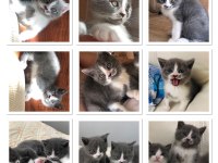 Yavrularıma yeni yuvasını arıyorum scottish fold