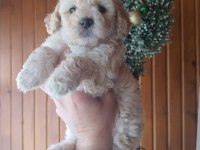DİŞİ ERKEK MALTİPOO BEBEKLER