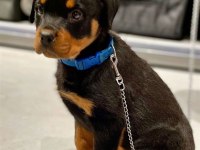 Iyisi Değil En İyisi Rottweiler Kapıda Ödeme Mevcuttur