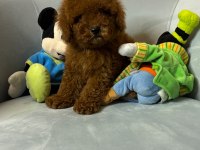 Toy Poodle Bebek Köpekler