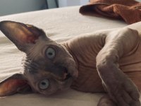 Sphynx (Sfenks)