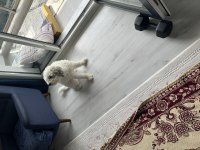 Ücretsiz orjinal terrier maltese