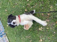 Eğitimli Yavru Border Collie