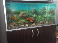 Akvaryum ve dolap 1 m . 50 cm boy 40 cm en
