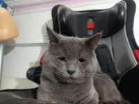 1 yaşında uysal erkek british shorthair