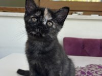 2 aylık yavru british shorthair
