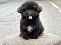Maltipoo Kızımız Siri