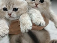 Scottish fold 2 aylık